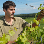Crémant Brut Nature Flèche Saignantes.